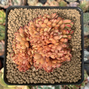 Echeveria Agavoides 'Elkhorn' Crested 3" Succulent Plant