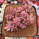 Echeveria 'Rezry' 6" Large Cluster Succulent Plant