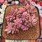 Echeveria 'Rezry' 6" Large Cluster Succulent Plant