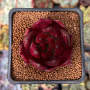 Echeveria Agavoides 'Luming' 2" Succulent Plant