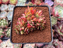 Echeveria Agavoides Crested 2"-3" Succulent Plant
