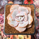 Echeveria 'Cream Tea' 2" Powdery Succulent Plant