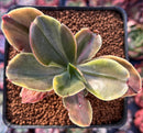 Echeveria 'Fimbriata' Variegated AKA 'Fasciculata' 2" Succulent Plant
