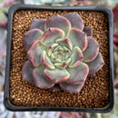 Echeveria 'Cindy' 1"-2" Succulent Plant