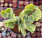 Echeveria 'Gigantea' Variegated 4" Cluster Succulent Plant