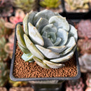 Echeveria 'Snow Shower' 2" Succulent Plant