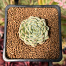 Echeveria 'Sarahime' Hybrid 1"-2" Succulent Plant