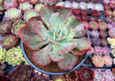 Echeveria Frill sp. Variegated 2" Succulent Plant