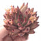 Echeveria Agavoides 'Sirius' 3” Succulent Plant