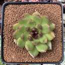 Echeveria Agavoides 'Black Queen' 2" Succulent Plant
