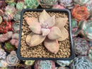 Echeveria 'Xichuensis' 2" Succulent Plant