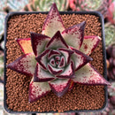 Echeveria Agavoides 'Maria' 2" Succulent Plant