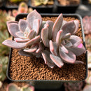 Echeveria 'Missing You' 2" Cluster Succulent Plant
