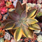 Graptoveria 'Fred Ives' Variegated 4"-5" Large Succulent Plant