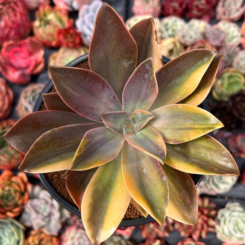 fred ives succulent for sale Graptoveria 'Fred Ives' Variegated 4