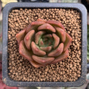 Echeveria Agavoides 'Lily Maria' 1" Succulent Plant