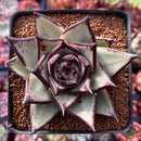 Echeveria Agavoides 'Blackbell' 3" Succulent Plant