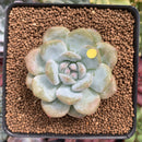 Echeveria 'Orange Monroe' 2" Succulent Plant