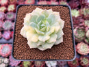 Echeveria 'Fun Queen' Variegated 3" Succulent Plant