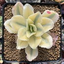Echeveria 'Japan Moon River' Variegated 3" Cutting Succulent Plant