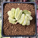 Haworthia Truncata Variegated 1"-2" Succulent Plant
