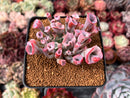 Echeveria 'Trumpet Pinky' 2" Succulent Plant