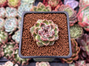 Echeveria Agavoides 'Amethyst' 1" Succulent Plant