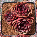 Echeveria Agavoides 'Eclipse' 3"-4" Cluster Succulent Plant