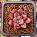 Echeveria Agavoides 'Shaikh' 1" Succulent Plant