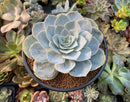 Echeveria 'Domingo' 3"-4" New Hybrid Succulent Plant