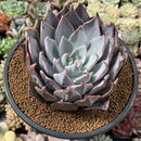Echeveria 'Cuspidata v. Parrasensis' 4"-5" Succulent Plant
