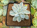 Echeveria 'Subsessilis' Variegated 3" Succulent Plant