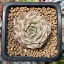 Echeveria 'Margaret' Variegated 1" Succulent Plant