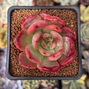 Echeveria 'Glam Pink' 2" Succulent Plant