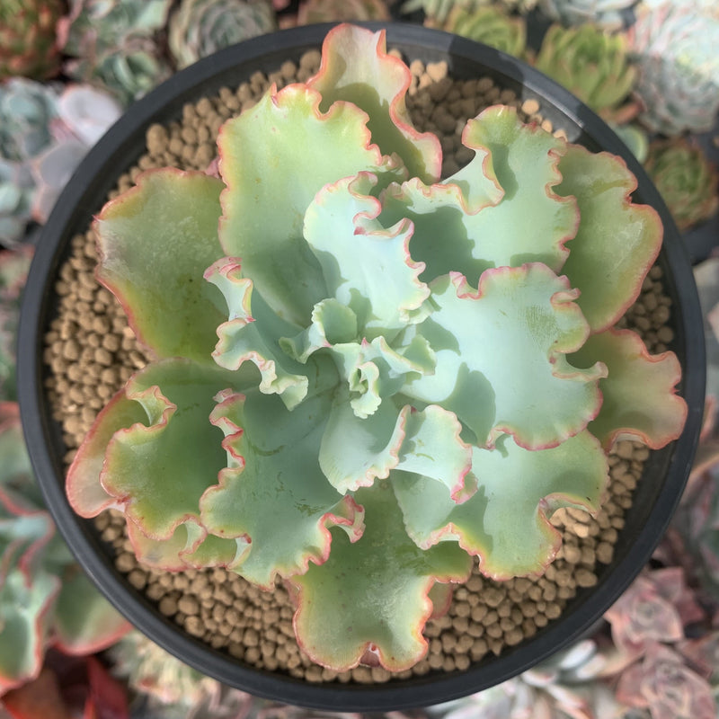aquarius succulent Echeveria 'Aquarius' 4