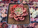 Echeveria Agavoides 'Star Boss' Lightly Variegted 2" Succulent Plant