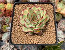 Echeveria 'Mexican Pulidonis' 2"-3" Succulent Plant