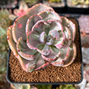 Echeveria 'Beyonce' Variegated 2" Succulent Plant