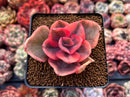 Echeveria 'Golden State' Variegated 2" Succulent Plant