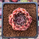 Echeveria Agavoides 'Sarabony' 1" (Seed Grown) Succulent Plant