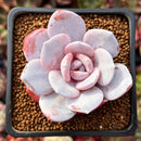 Echeveria 'Laui' 2" Powdery Succulent Plant