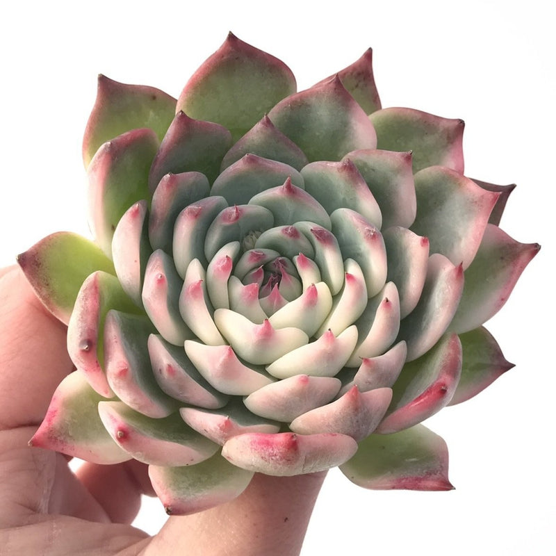 chihuahua flower succulent Echeveria 'Chihuahuaensis' Variegated 4" Succulent Plant – True Succulents Plant Co