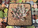 Echeveria Agavoides 'Pysche 2" Succulent Plant