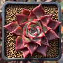 Echeveria Agavoides 'Electra' 2" Seed-grown Succulent Plant