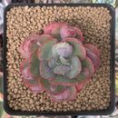 Echeveria 'Hearts Delight' 2" Succulent Plant