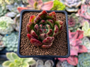 Echeveria Agavoides sp. Freckled Clone 2"-3" Succulent Plant