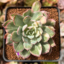 Echeveria 'Bradburiana' Variegated 2" Cutting Succulent Plant