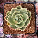 Echeveria Agavoides 'Ringo Star' 3" Succulent Plant