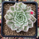 Echeveria 'Margaret' Variegated 3" Succulent Plant
