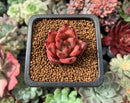 Echeveria Agavoides 'Romeo' 1/2" Small Succulent Plant